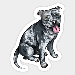 Cute American Bully | Merle Sticker